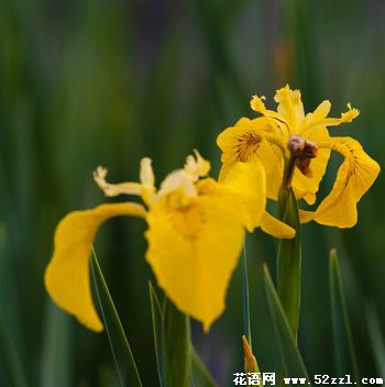 宁波北仑小鸢尾花（明黄色）的花语