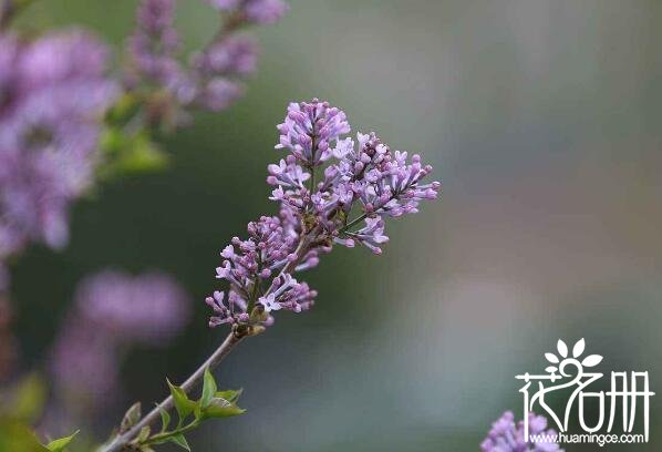 宁波北仑丁香花的花语是什么 纯洁的初恋