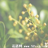 宁波北仑米兰花的花语