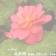 宁波北仑待宵花的花语