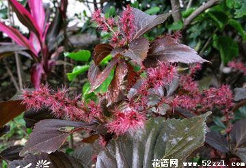 宁波北仑红桑花（铁苋菜）的花语