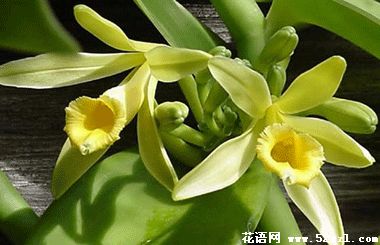 宁波北仑香子兰（香荚兰）的花语