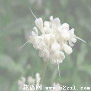 宁波北仑杜若花的花语