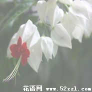 宁波北仑龙吐珠的花语