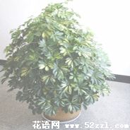 宁波北仑鹅掌柴的花语