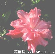 宁波北仑杜鹃花的花语