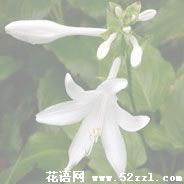 宁波北仑晚香玉（夜来香）的花语