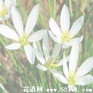 宁波北仑葱兰的花语