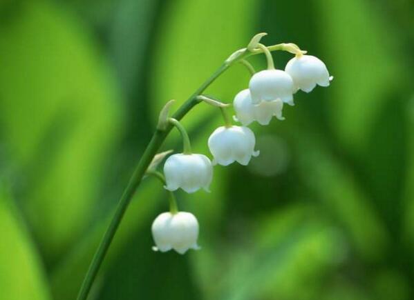 宁波北仑铃兰花花语