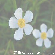 宁波北仑银莲花的花语