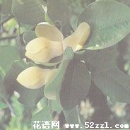 宁波北仑优昙花（山玉兰）的花语